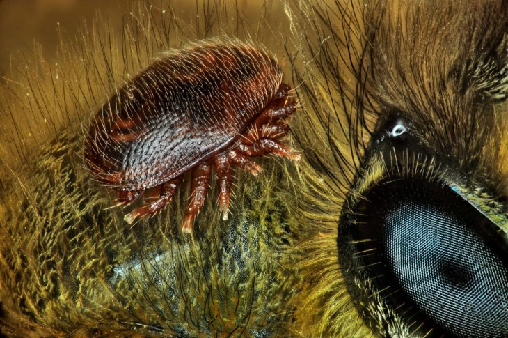 15 место: паразитический клещ Varroa destructor, использующий в качестве хозяина медоносную пчелу
