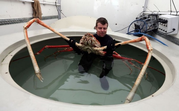  Старший куратор по морским животным Крис Браун подготавливает перемещение японского краба-паука по кличке 