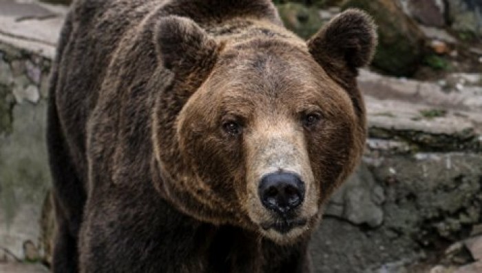 На Аляске выбирают самого толстого медведя