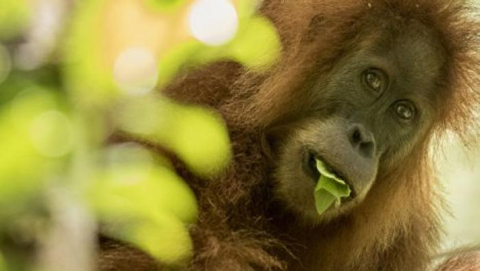 Ученые установили, что орангутанги оказались умнее семилетних детей