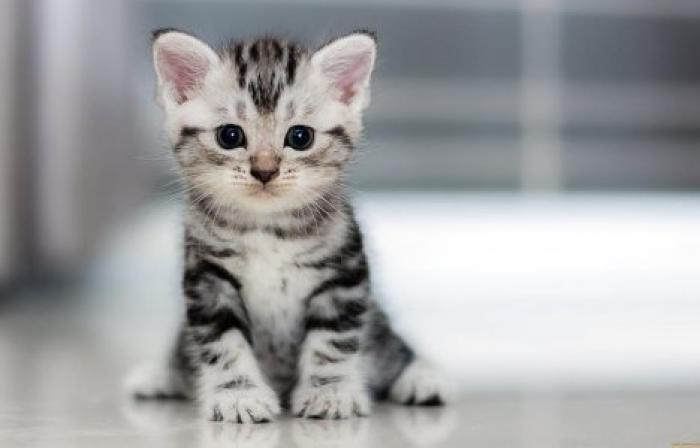 В Китае ожидают рождения первого клонированного котенка в марте 2019 года