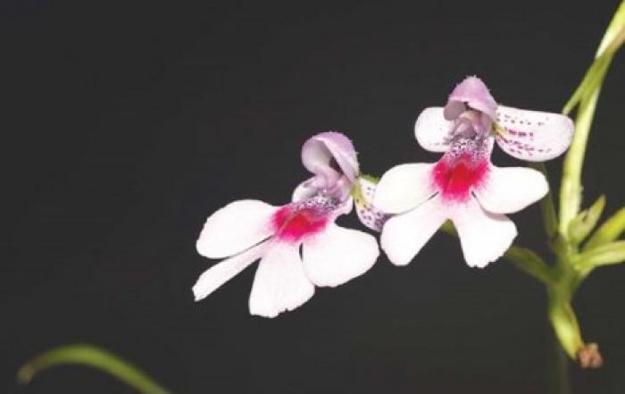 Ученые нашли новый вид орхидей