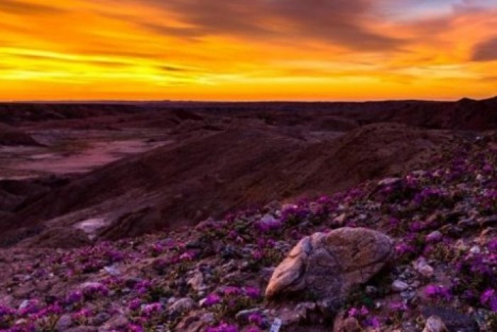 Пустыня расцвела впервые за 20 лет в Калифорнии