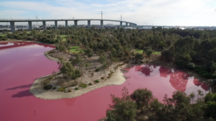 Соленое озеро в Австралии стало розовым из-за погодных изменений