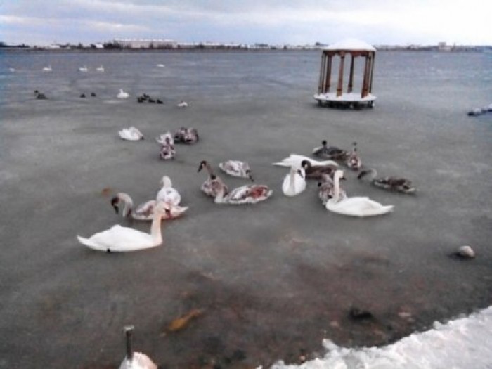 В Крыму стая лебедей вмерзла в ледяное озеро