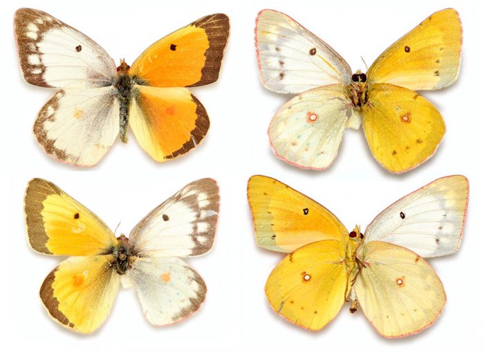 Гинандроморфизм у бабочек