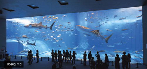 Один из самых крупных аквариумов в мире Kuroshio Sea