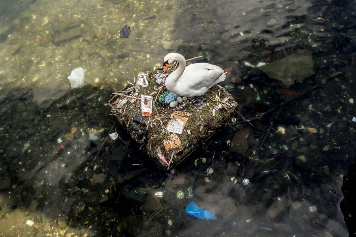 Самка лебедя свила гнездо из мусора и отложила в него яйца
