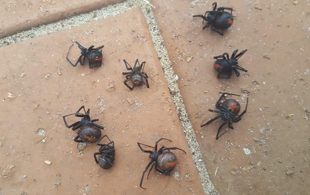 "Дождь" из смертоносных пауков напугал австралийку