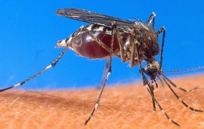 Испытания первой в мире вакцины от малярии начнутся в 2018 году