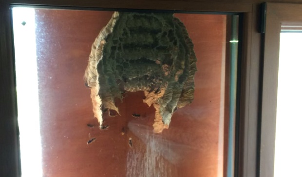 Осы свили гнездо на стеклянной двери