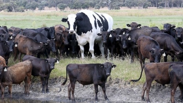 В Австралии нашли корову ростом два метра — гораздо больше сородичей
