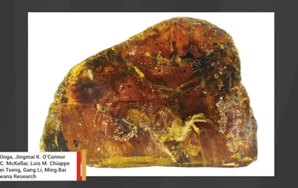 В Пекине показали птенца в янтаре возрастом 99 млн лет