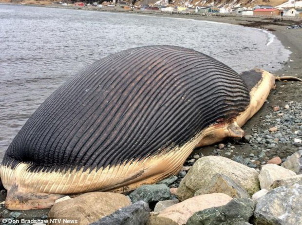 Взрывоопасный кит пугает жителей канадского городка