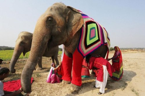 В Индии вяжут тёплую одежду для замерзающих слонов
