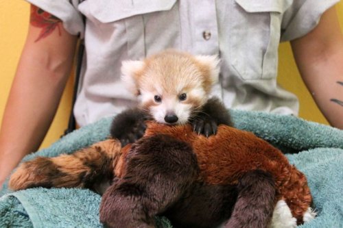 Очаровательный детёныш малой панды не перестаёт обниматься с игрушкой, похожей на него
