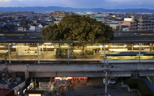 Эта японская ж/д станция была построена вокруг старого 700-летнего дерева и вот почему