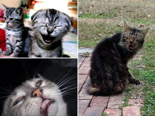 Чихающие кошки, которые вызовут у вас улыбку