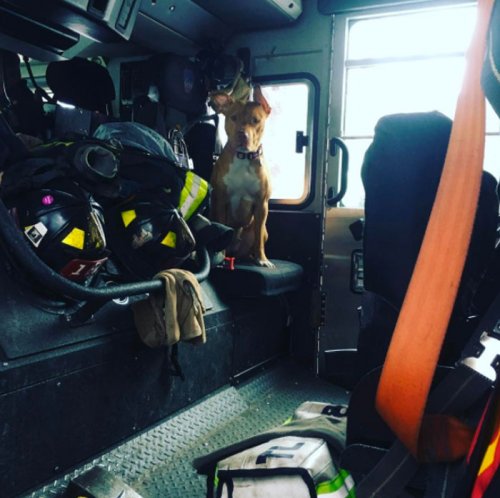 Голодавшая собака, брошенная хозяевами умирать, подружилась с пожарными и теперь живёт в пожарной части