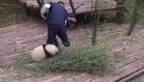 Детёныш панды пристаёт к смотрителю зоопарка, уговаривая поиграть, но тот не сдаётся
