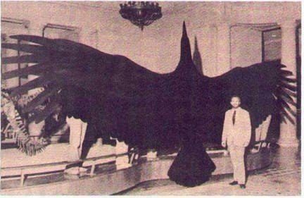 Исторически самая большая птица в мире