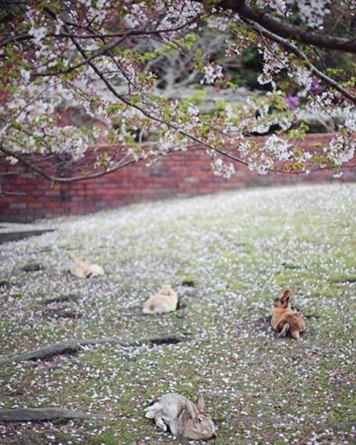 Кроличий остров: японский остров, где живут сотни дружелюбных кролико