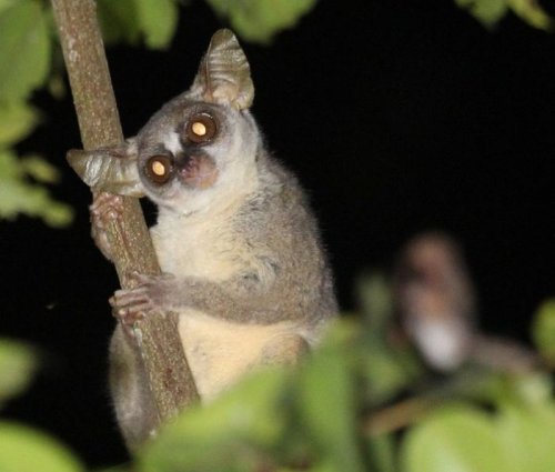 В ангольских лесах обнаружили новый вид приматов