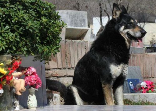 Верный пес из Аргентины 10 лет ждет своего хозяина на его могиле