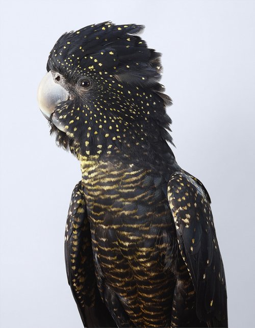 Разнообразие и красота птиц в фотографиях Лейлы Джеффрис