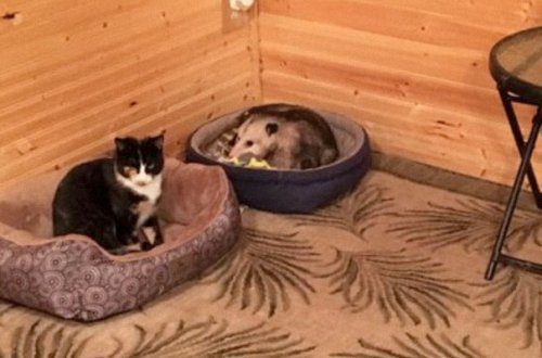 Добросердечная женщина приютила на крыльце трёх бездомных кошек, и одна из них оказалась совсем не кошкой