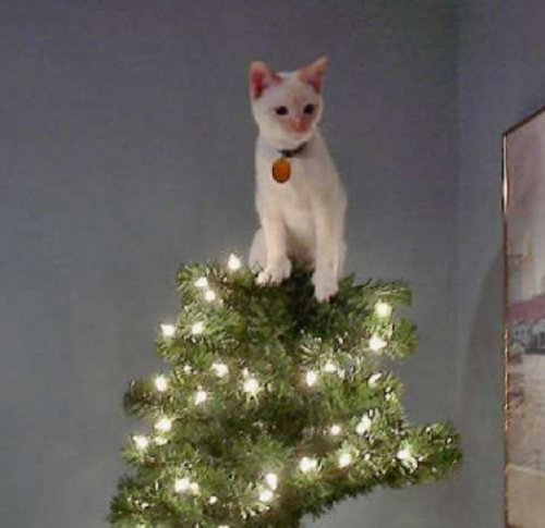 Главное украшение новогодней ёлки — это кошка!