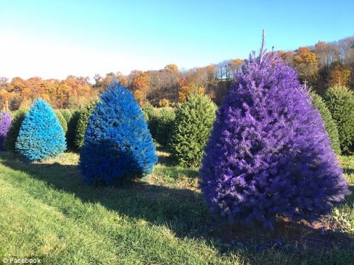 На ферме в Нью-Джерси выращивают разноцветные ёлки к Рождеству