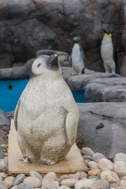 Британский зоопарк заселил новый пингвинарий пластиковыми птицами