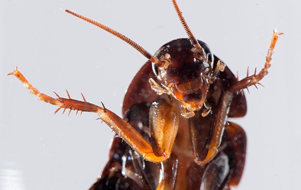В ухе китайца обнаружили семейство тараканов