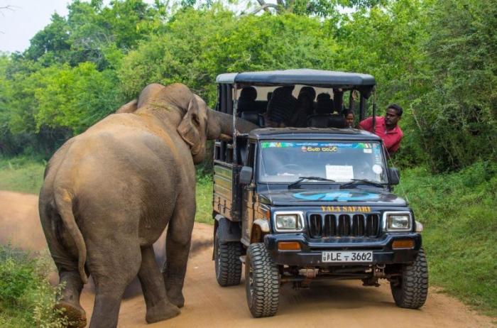 Рассвирепевший слон устроил туристам незабываемое сафари