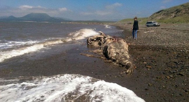 На побережье Шахтерска обнаружены останки неизвестного животного