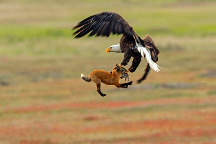 Фотограф не мог поверить своим глазам наблюдая за битвой лисицы и орла за добычу