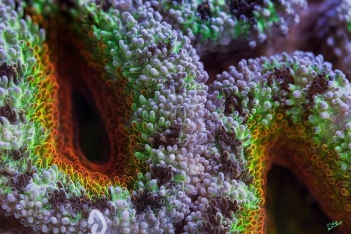 Кораллы Большого Барьерного рифа