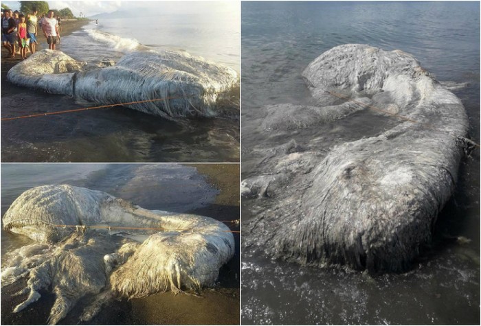 Таинственное морское существо прибило к берегу на Филиппинах