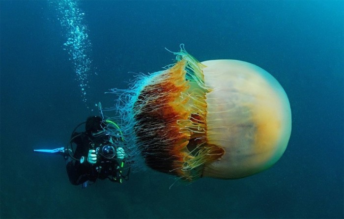 Гигантская медуза Номура