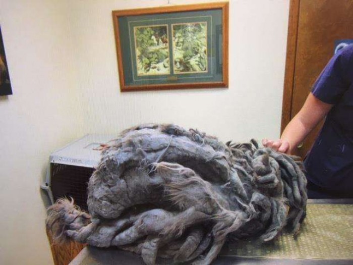 Даже сотрудники приюта для животных не сразу поняли, что за зверя им подбросили (6 фото)