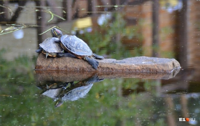 «Им холодно, они замёрзнут»: в озере Шарташ в окрестностях Екатеринбурга нашли двух черепах