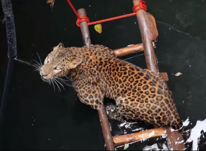 Операция по спасению упавшего в колодец леопарда
