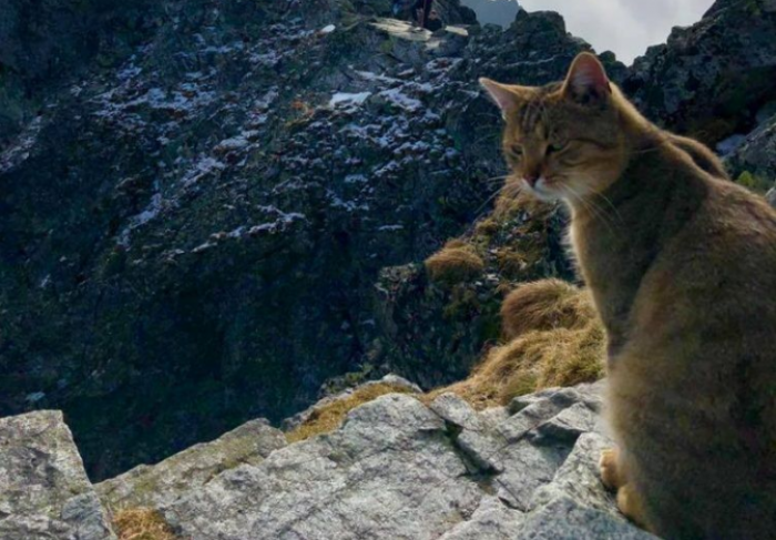 Альпинист поднялся на самую высокую гору Польши и встретил домашнего кота (фото + видео)