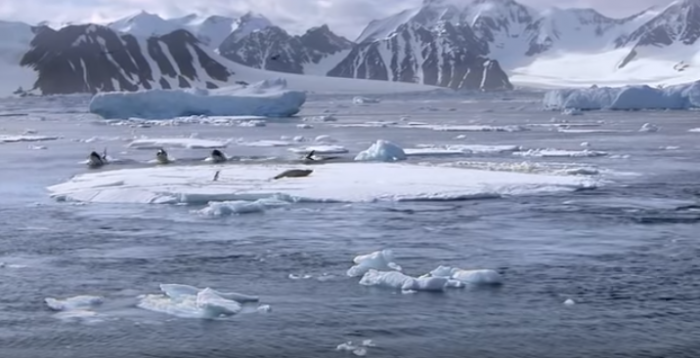 Как косатки смывают тюленей со льда?