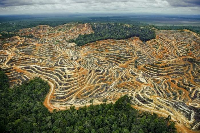 Скорость исчезновения бразильских лесов признали рекордной за десятилетие