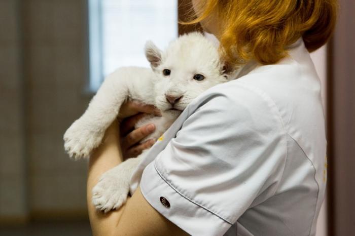В ярославском зоопарке показали белого львёнка, оставшегося без мамы