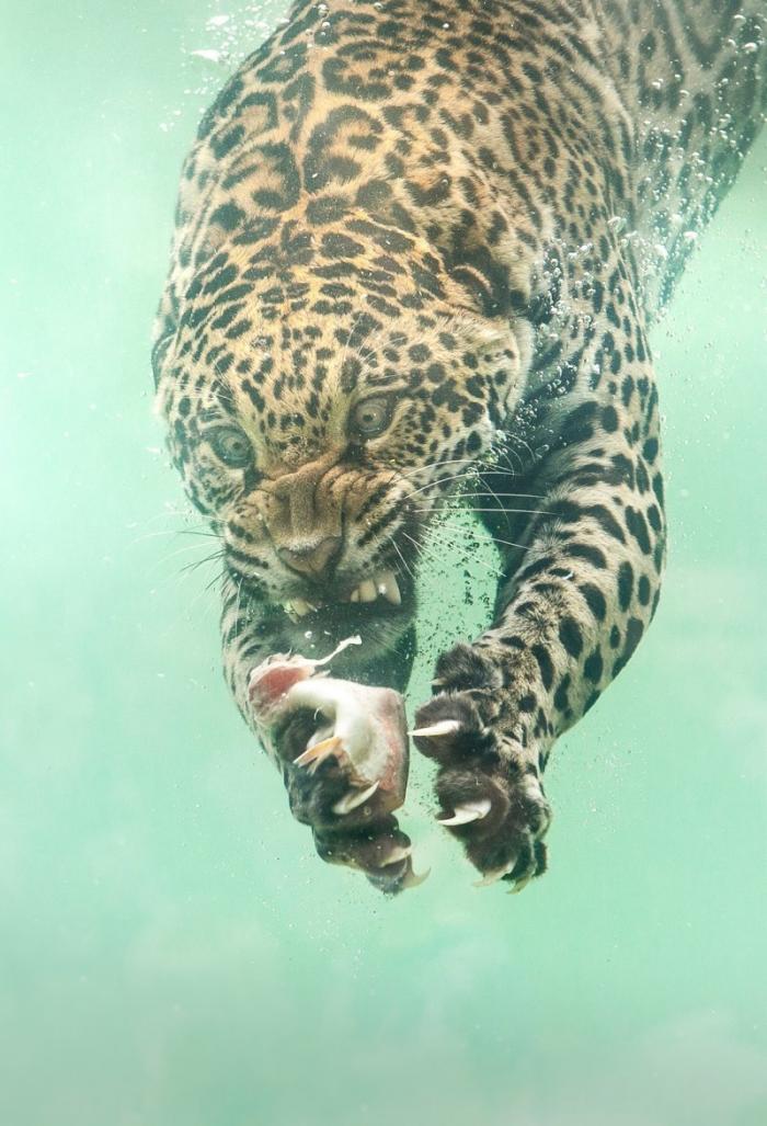 Редкие кадры: ягуар ныряет в воду за едой
