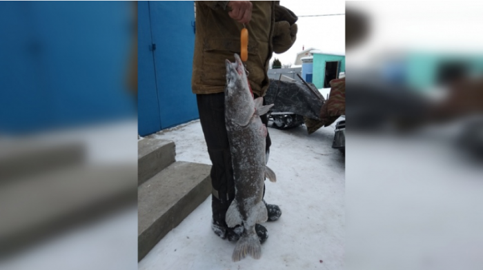 «Она мне крутила руки»: в Самарской области рыбак поймал щуку весом 6 кг