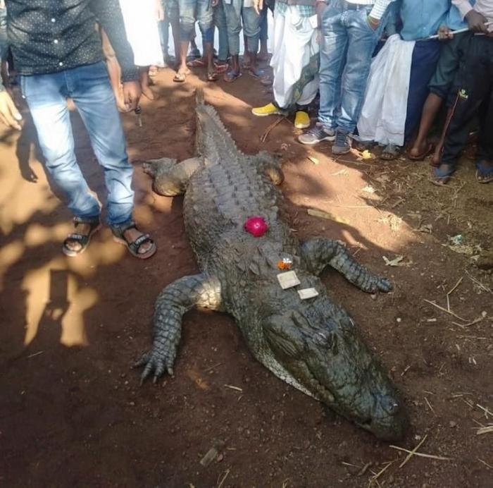 В Индии на похороны крокодила собралось 500 человек